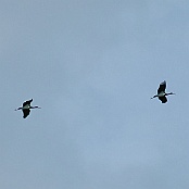 Black Stork  "Ciconia Nigra"
